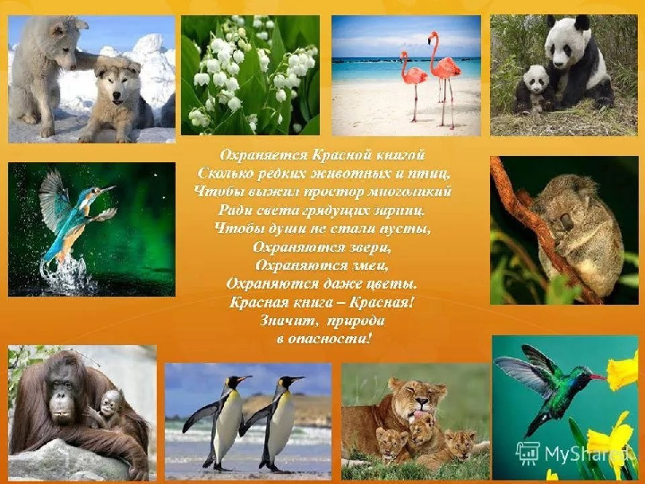 Красная книга -Экология души