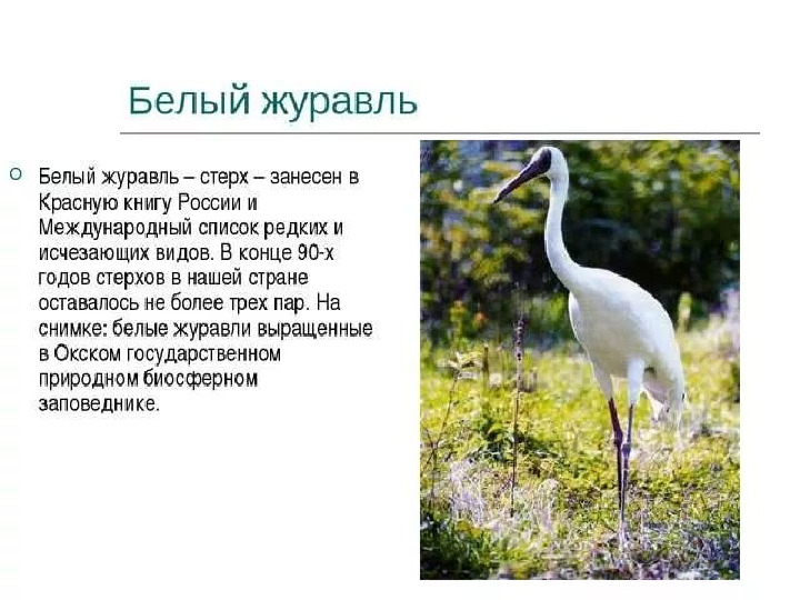 Красная книга -Экология души