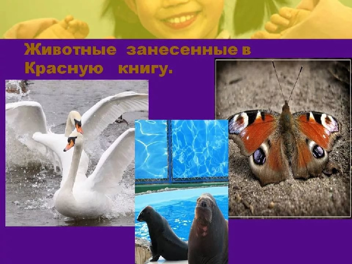 Красная книга -Экология души