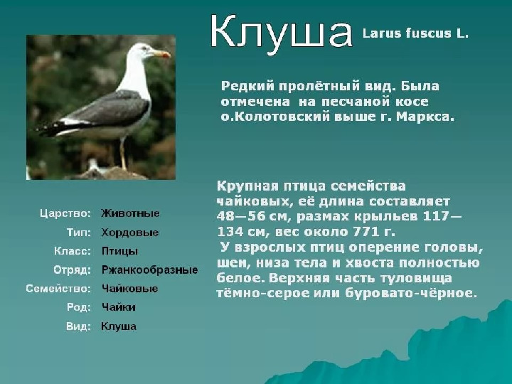 Красная книга -Экология души