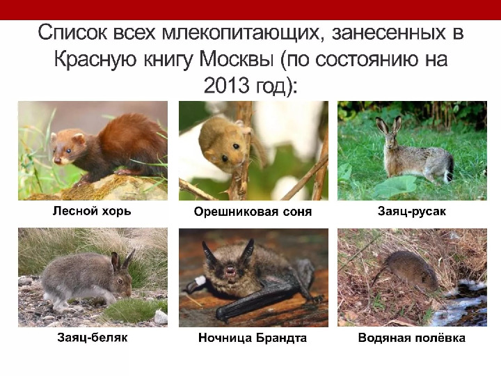 Красная книга -Экология души