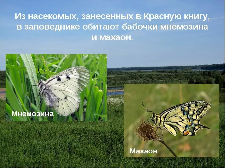 Красная книга -Экология души