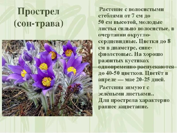 Красная книга -Экология души