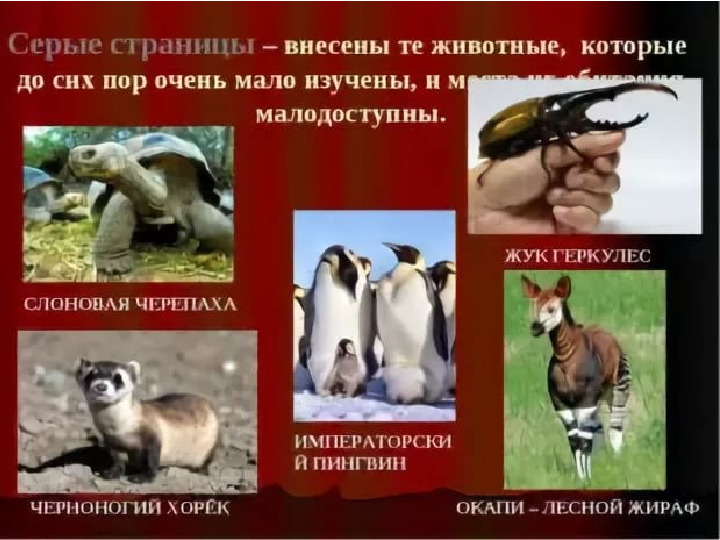 Красная книга -Экология души
