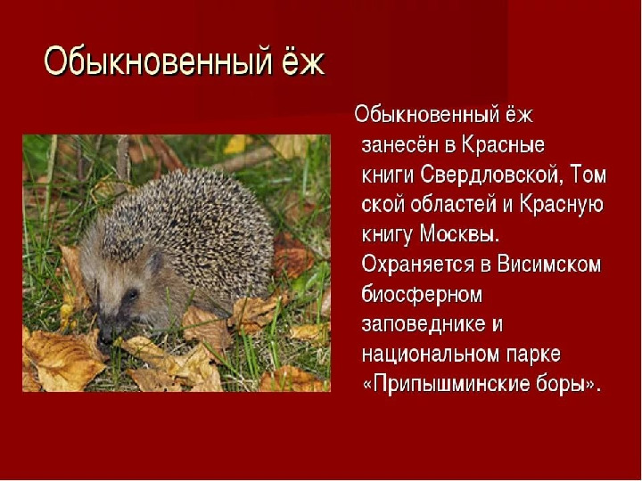 Красная книга -Экология души
