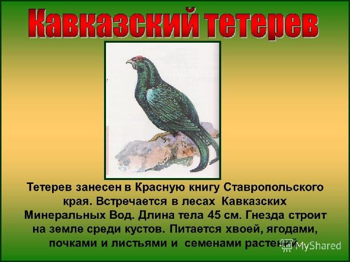 Красная книга -Экология души