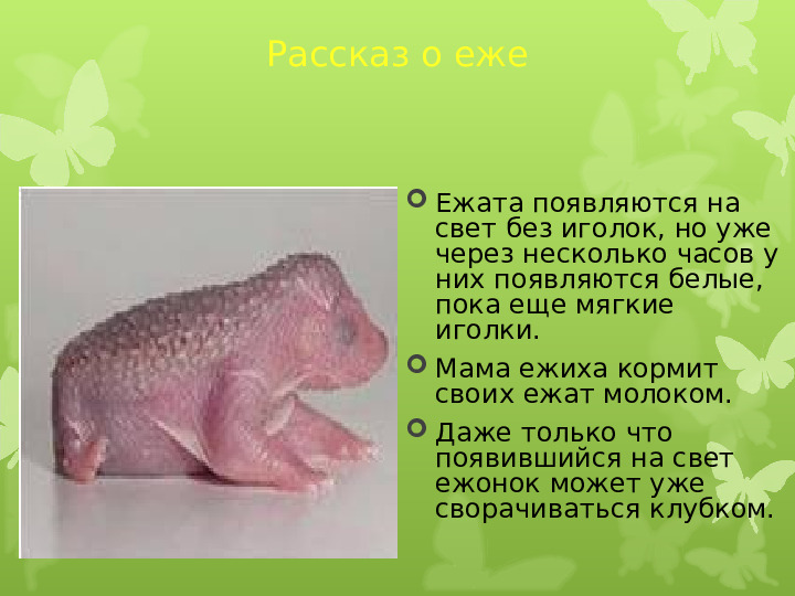 Экология души - Дикие животные