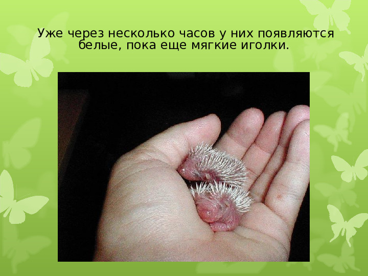 Экология души - Дикие животные