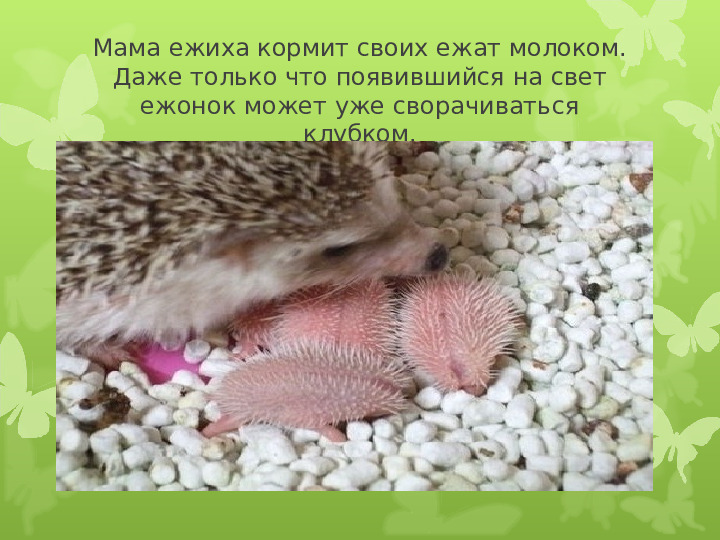 Экология души - Дикие животные