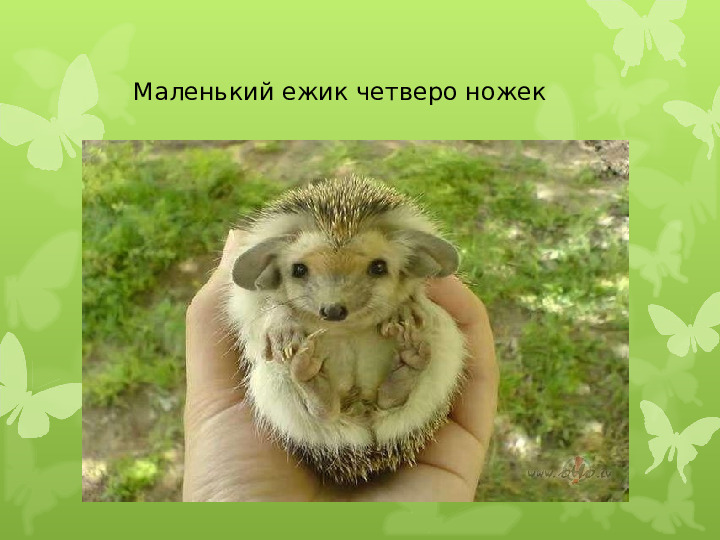 Экология души - Дикие животные
