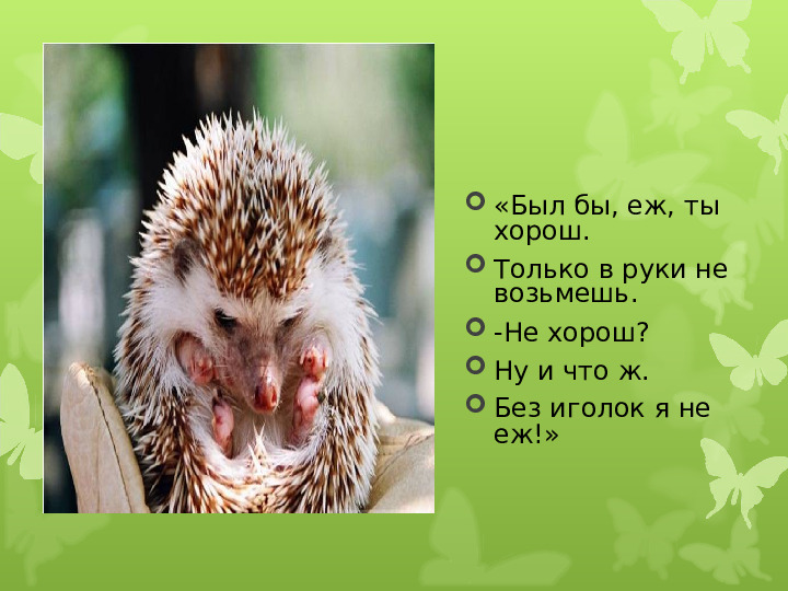 Экология души - Дикие животные