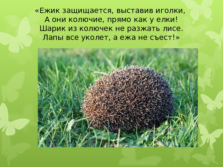 Экология души - Дикие животные