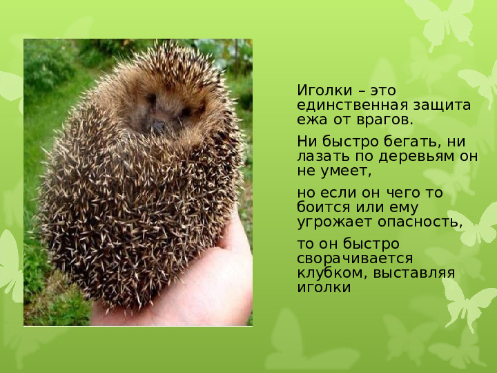 Экология души - Дикие животные