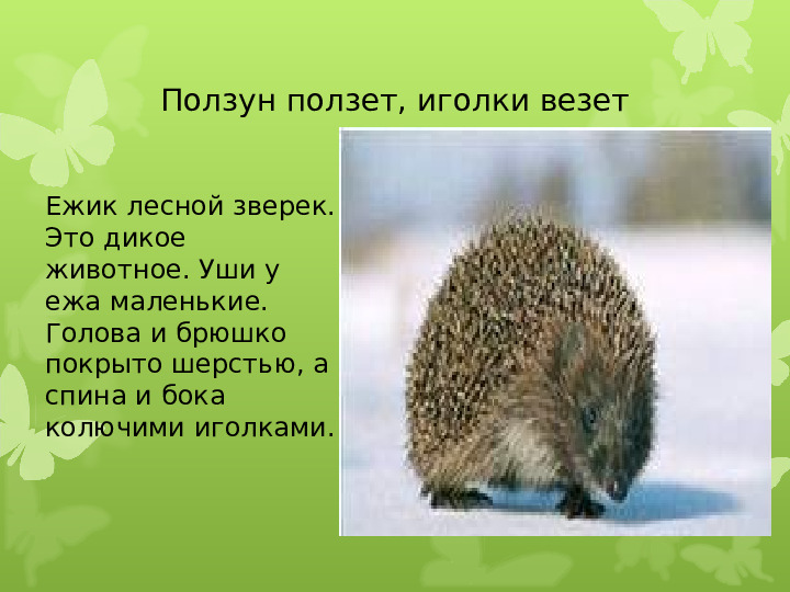 Экология души - Дикие животные