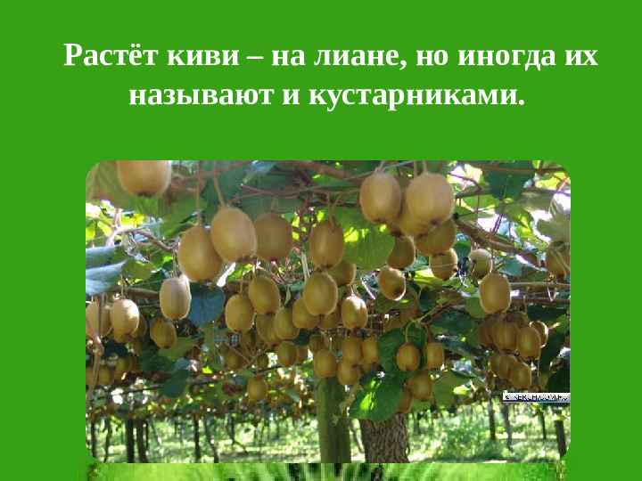 Презентация НПК "Необыкновенный киви"