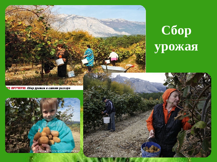 Презентация НПК "Необыкновенный киви"