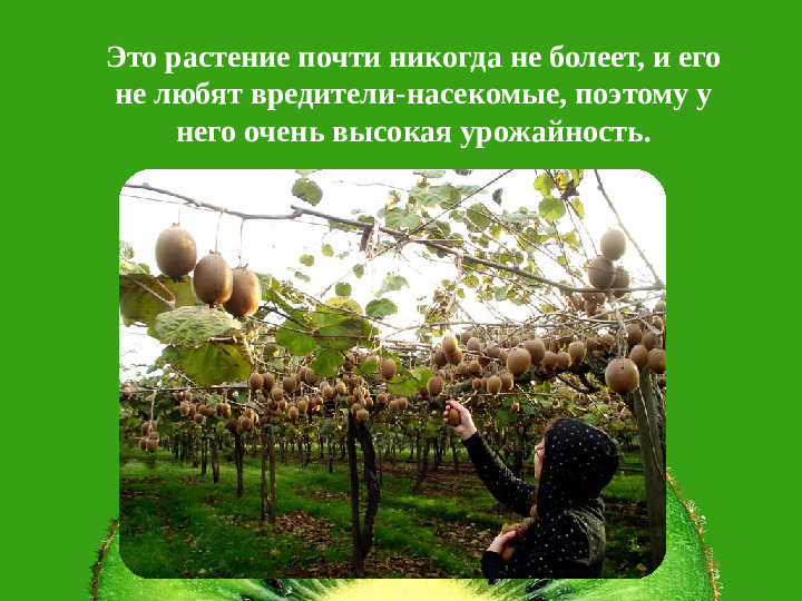 Презентация НПК "Необыкновенный киви"