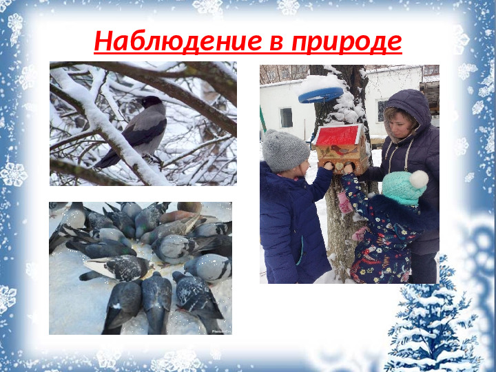 Презентация "Покормите птиц зимой"