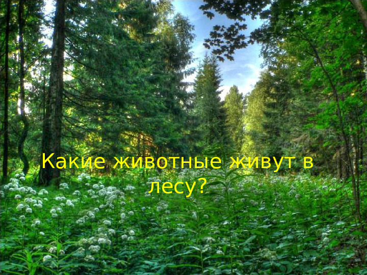 Презентация к мастер-классу на тему выступления: «Взаимоотношения человека и природы - познаем мир играя»