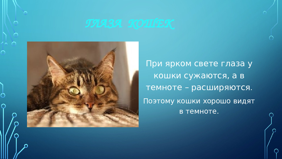 Презентация к НОД для 1 младшей группы на тему: "Моя любимая кошка"