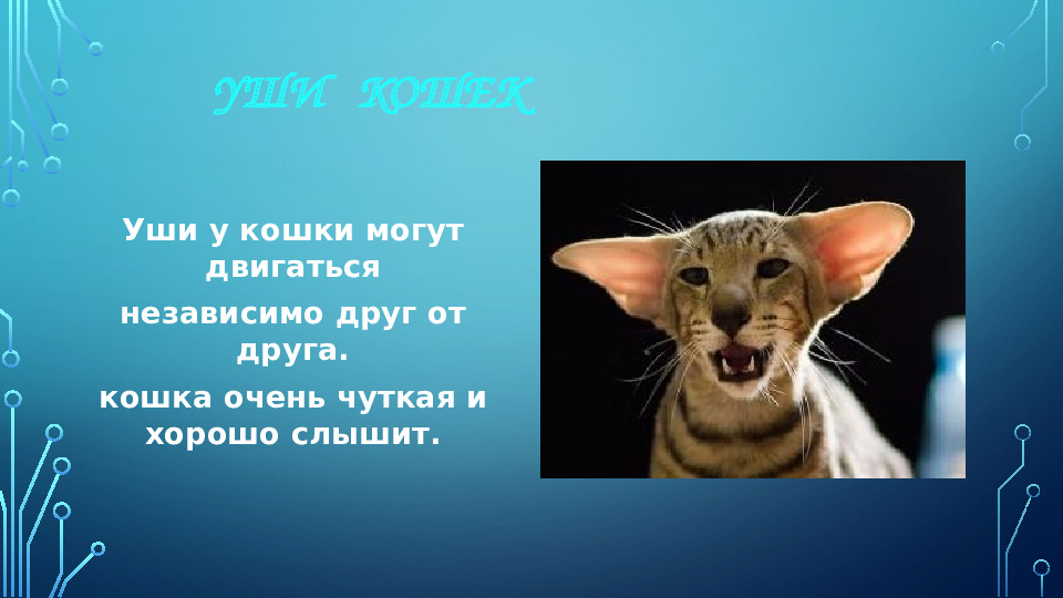 Презентация к НОД для 1 младшей группы на тему: "Моя любимая кошка"