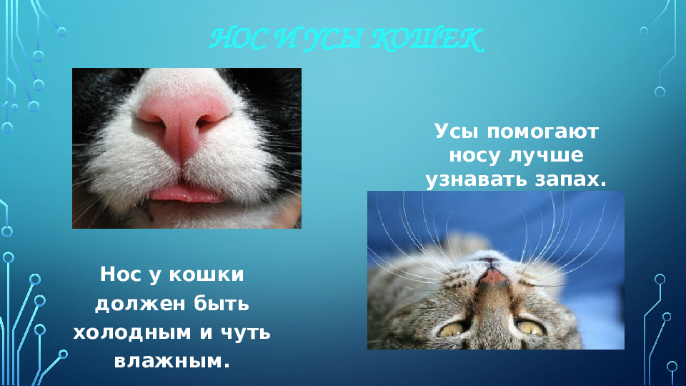 Презентация к НОД для 1 младшей группы на тему: "Моя любимая кошка"