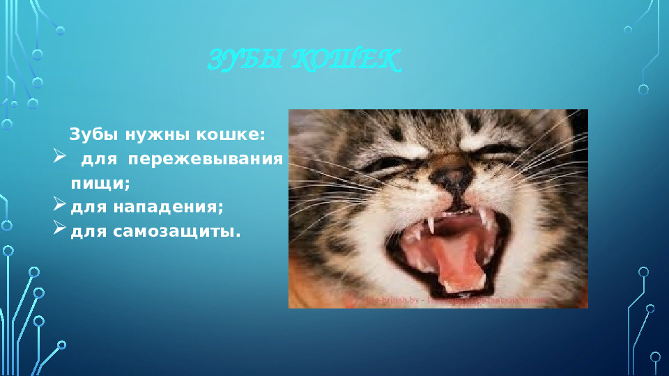 Презентация к НОД для 1 младшей группы на тему: "Моя любимая кошка"