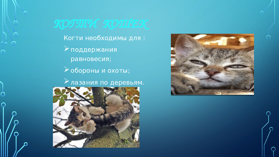 Презентация к НОД для 1 младшей группы на тему: "Моя любимая кошка"