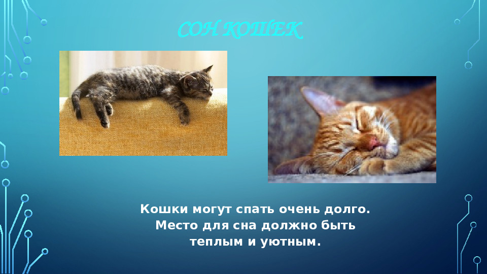 Презентация к НОД для 1 младшей группы на тему: "Моя любимая кошка"