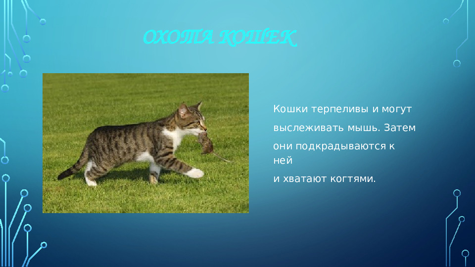Презентация к НОД для 1 младшей группы на тему: "Моя любимая кошка"