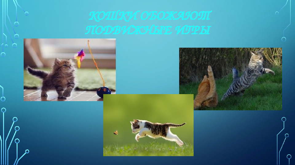 Презентация к НОД для 1 младшей группы на тему: "Моя любимая кошка"