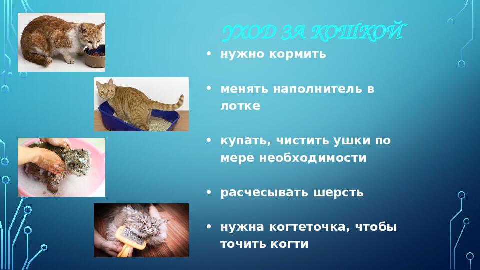 Презентация к НОД для 1 младшей группы на тему: "Моя любимая кошка"