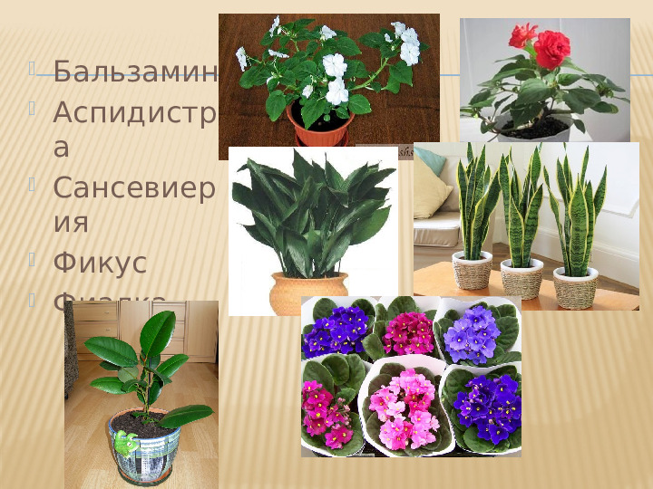 Перечень комнатных растений в уголке природы детского сада в соответствии с возрастом