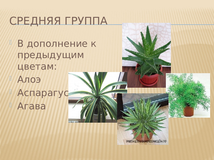 Перечень комнатных растений в уголке природы детского сада в соответствии с возрастом