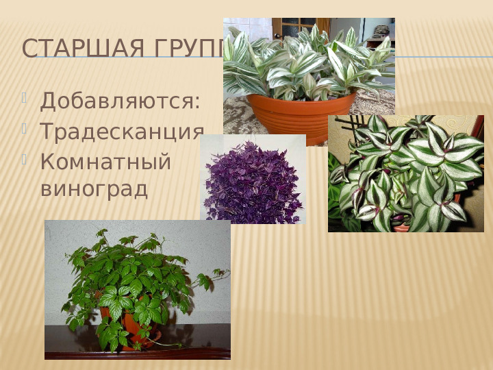 Перечень комнатных растений в уголке природы детского сада в соответствии с возрастом
