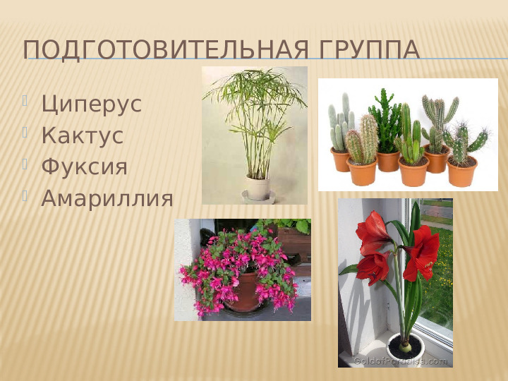 Перечень комнатных растений в уголке природы детского сада в соответствии с возрастом