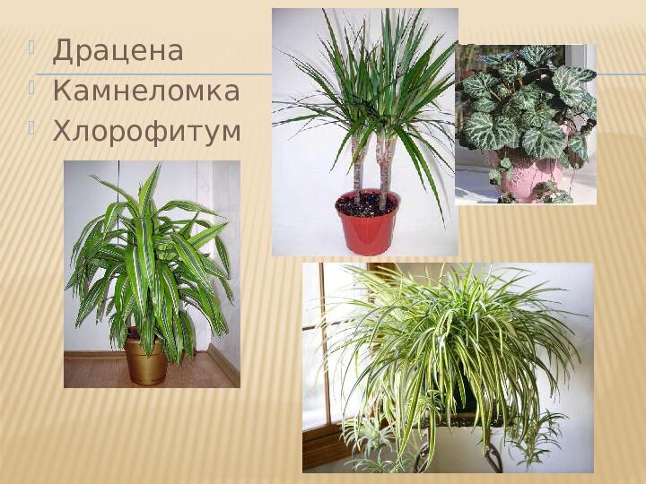 Перечень комнатных растений в уголке природы детского сада в соответствии с возрастом