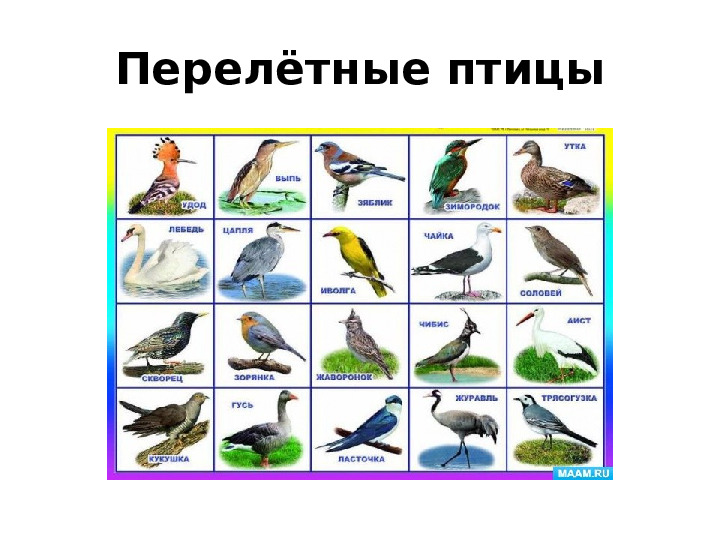 Презентация к занятию по экологии
