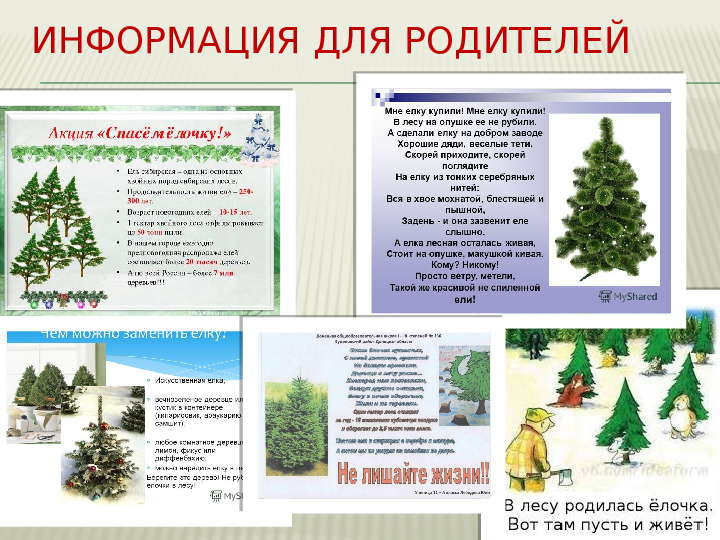 Проектная деятельность "Сбережем лесную красавицу"