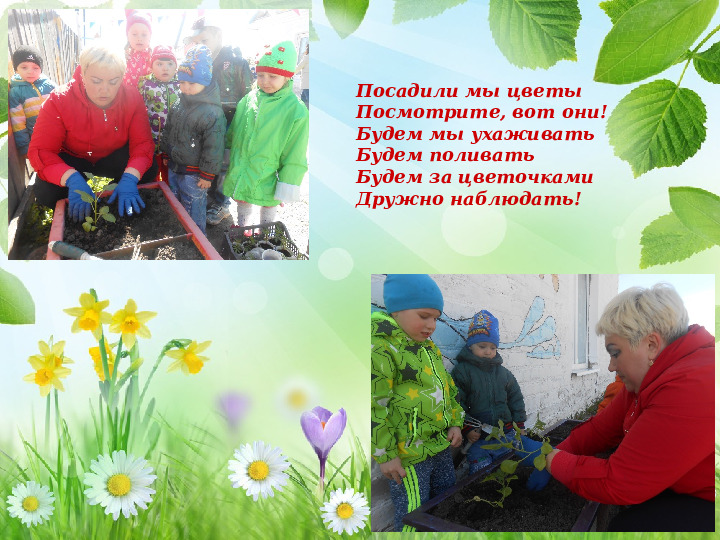 Презентация детского проекта "Растения нашего участка