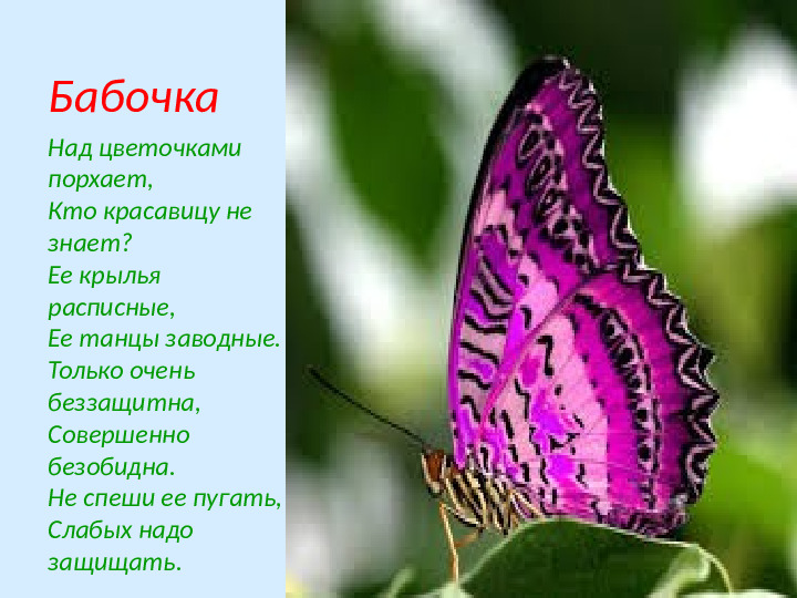 Презентация по экологическому образованию "Наши друзья - насекомые"