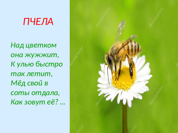Презентация по экологическому образованию "Наши друзья - насекомые"