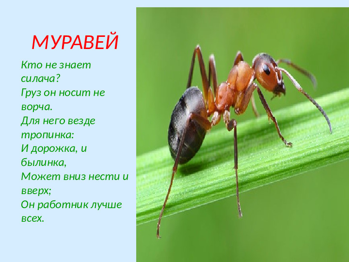 Презентация по экологическому образованию "Наши друзья - насекомые"