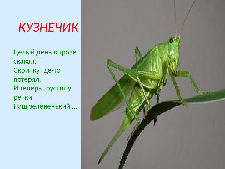 Презентация по экологическому образованию "Наши друзья - насекомые"
