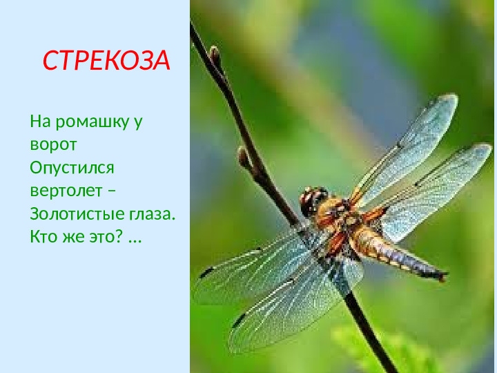 Презентация по экологическому образованию "Наши друзья - насекомые"