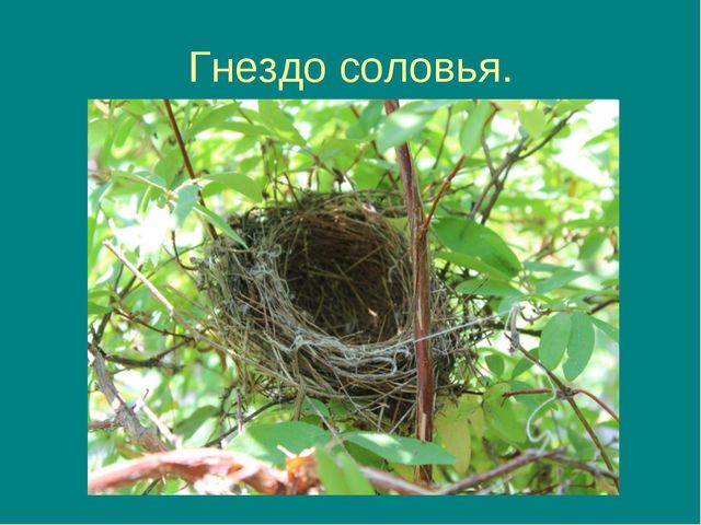 Пришла весна, прилетели птицы. Презентация для дошкольников