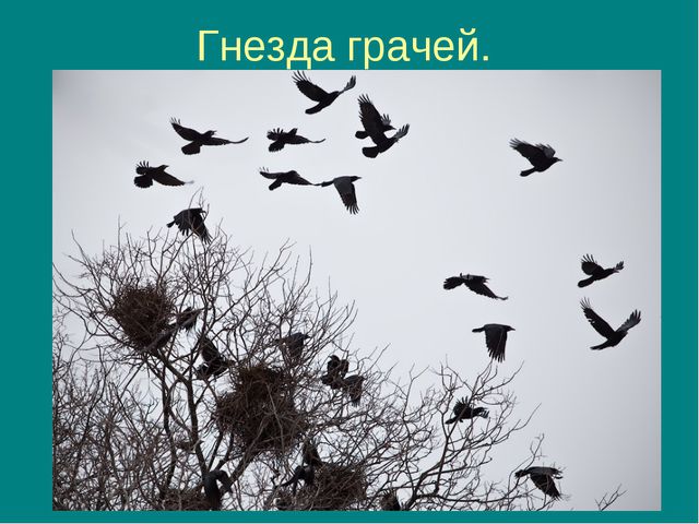 Пришла весна, прилетели птицы. Презентация для дошкольников