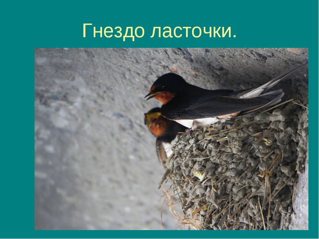 Пришла весна, прилетели птицы. Презентация для дошкольников