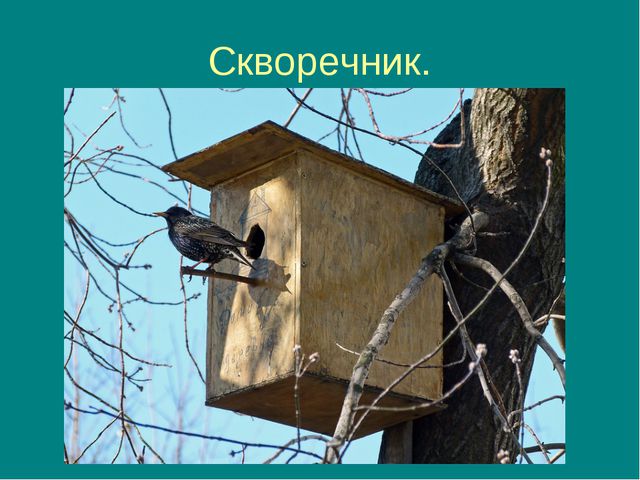 Пришла весна, прилетели птицы. Презентация для дошкольников