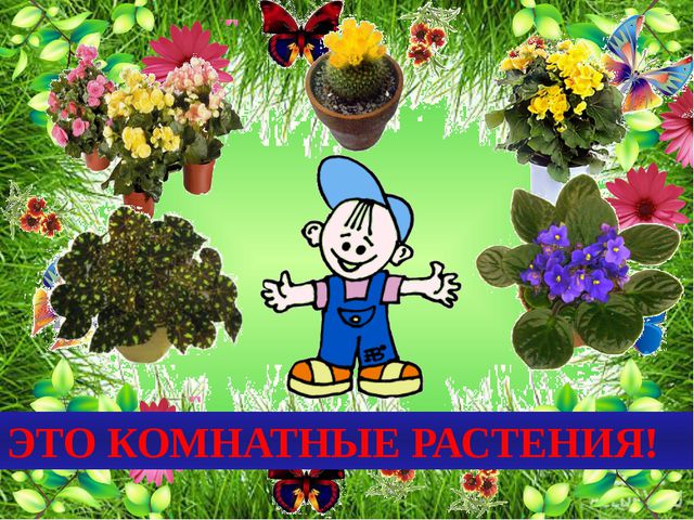 Комнатные растения. Презентация для детей